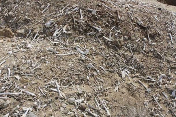 Piles of human bones in Abusir el-Malek cemetery.