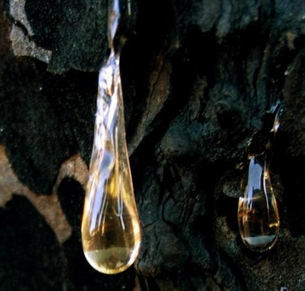 Pine resin is used in the making of Greek folk wine retsina 