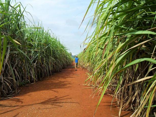 Plantation of sugarcane in southeast Asia 