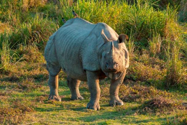 Чтение описания единорога Плинием Старшим очень похоже на индийского носорога (Yathin S Krishnappa / CC BY SA 3.0)