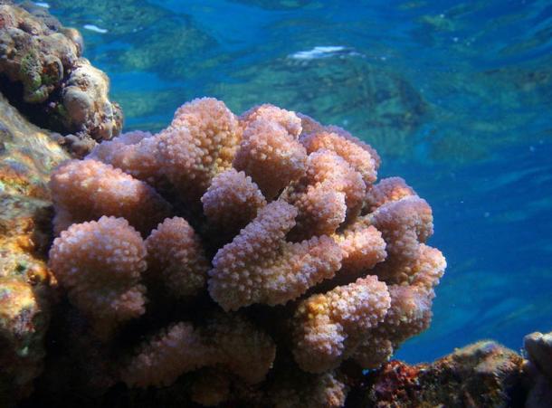 Pocillopora meandrina coral in natural habitat, Hawaii.