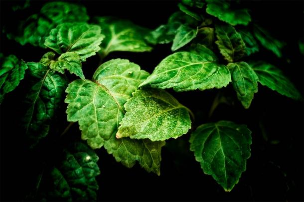 Leaves of the patchouli plant Pogostemon cablin, the plant used to make Roman perfume discovered in a Roman cemetery in Spain.  (Stephen Orcello / Adobe Stock)