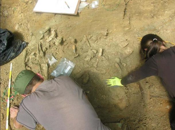 Polish researchers have found 110 mammoths that lived between 30,000 and 25,000 years ago. (P. Wojtal / Science in Poland)