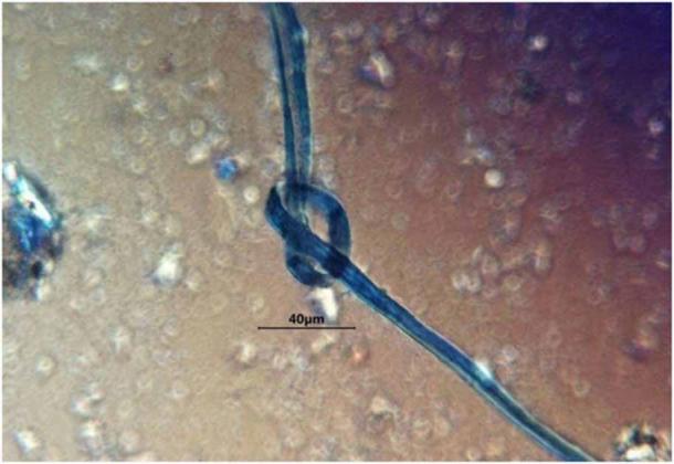 Possibile fibra di cotone morta blu e annodata dal campione 1, Midnight Terror Cave, Belize.  (Linda Scott Cummings, PaleoResearch Institute)