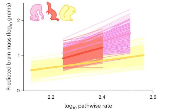 Posterior distributions (transparent lines) and medians (solid lines) of the model predictions demonstrate the trend in three mammalian orders (rodents, yellow; carnivores, red; primates, pink). Silhouettes indicate the relevant taxonomic groups and are not to scale. (Venditti, C. et al/Nature)