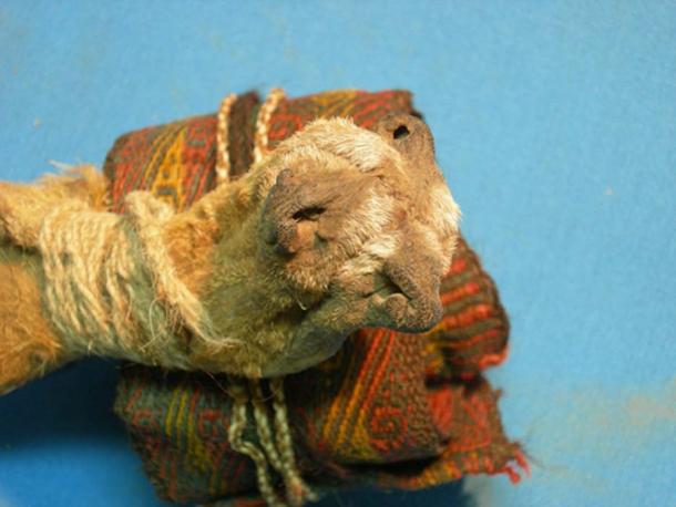Pouch constructed of three fox snouts stitched together (foreground), and a colorful textile headband. (José Capriles et al, Penn State)