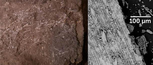 Preserved grass fragments uncovered in a South African cave, left, are by far the oldest known examples of grass bedding, researchers say. Close-up images of those fragments taken by a scanning electron microscope, such as the one shown at right, helped to narrow down what type of grasses were used for bedding. (Image: L. Wadley, Science)