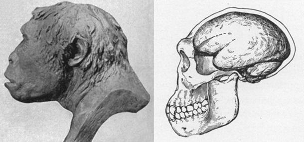 Left; Profile of Java Man after a model by J. H. McGregor. (Public Domain) Right; Skull and brain case of Jave Man by J. H. McGregor. (Public Domain)