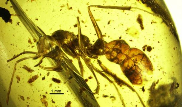 Profile view of a Linguamyrmex vladi worker. (CC BY 4.0)