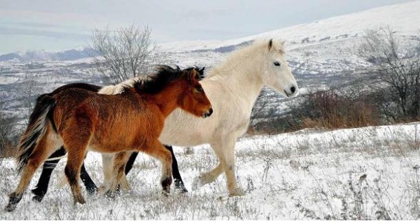Proof has emerged that not only local wild horses were used for sacrifices.