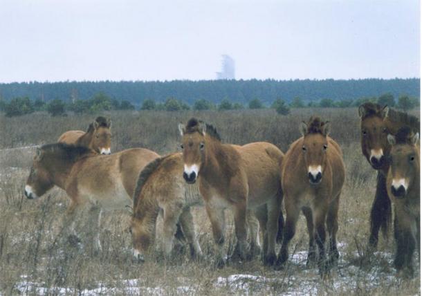 Wild Przewalski horses in the Chernobyl exclusion zone. (Xopc / CC BY-SA-2.5)