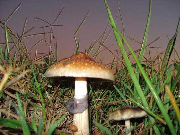 Psilocybe Cubensis. (Rohan523/CC BY SA 3.0)