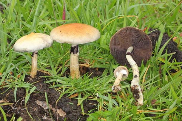 Psilocybe cubensis from Coyopolan, Veracruz, Mexico. (Alan Rockefeller/CC BY SA 3.0)