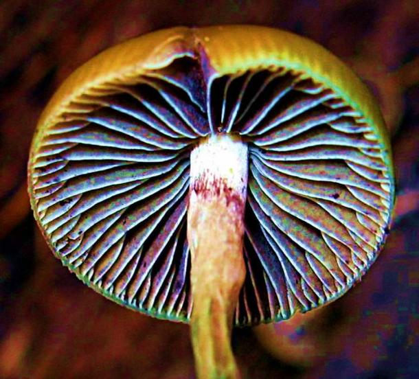 Psilocybe aztecorum and Psilocybe mexicana are the two primary candidates for the teotlnanácatl mushrooms used by the Aztecs. (Alan Rockefeller / CC BY-NC-SA)