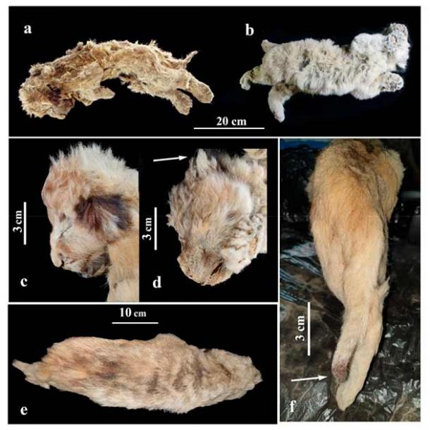 Figure 6 from the Quaternary study: The appearance of the frozen cave lion cub mummies: (a) female Sparta; (b) male Boris. Photos of lion cubs’ heads from the side: (c) Sparta; (d) Boris; (e) Sparta mummy as seen from above; (f) dark brown ‘brush’ of Sparta’s tail. (Quaternary journal)