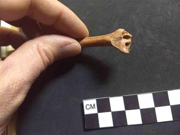 One of the rabbit bones, found in the Mexican cave, that was carbon dated for the study. This study essentially challenges existing theories on the arrival of the “First Americans,” pointing to arrival by sea long before the crossing of the Bering Strait land bridge. (Andrew Somerville / Iowa State University)