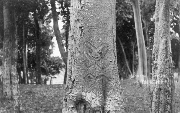 Moriori Rakau Momori carvings on a tree on the Chatham Islands around 1900. (Public domain)