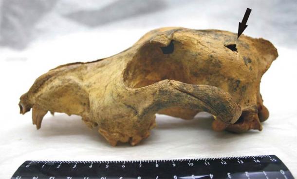 El cráneo de cánido de la cueva Razboinichya que se encuentra en las montañas de Altai en el extremo sur de Siberia. Edad: 33.500 años. (Nikolai D. Ovodov1, Susan J. Crockford2, Yaroslav V. Kuzmin3*, Thomas FG Higham4, Gregory WL Hodgins5, Johannes van der Plicht6,7 / CC BY 2.5)