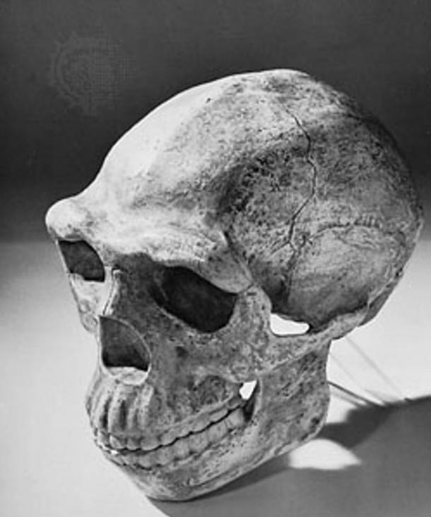 Reconstructed skull of Peking man, based on specimens found at Zhoukoudian, China, and dated to approximately 230,000–770,000 years ago.