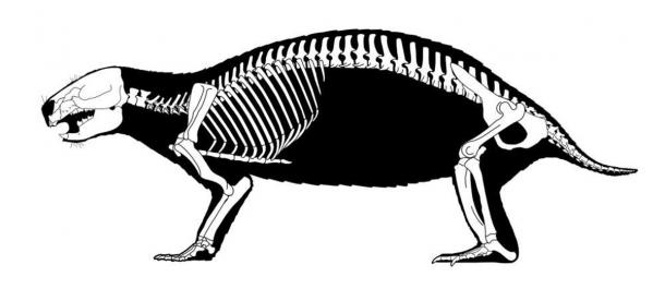 Reconstructed skeleton of Adalatherium hui (‘crazy beast’) showing the many vertebrae of the species. (Scott Hartman / Nature)