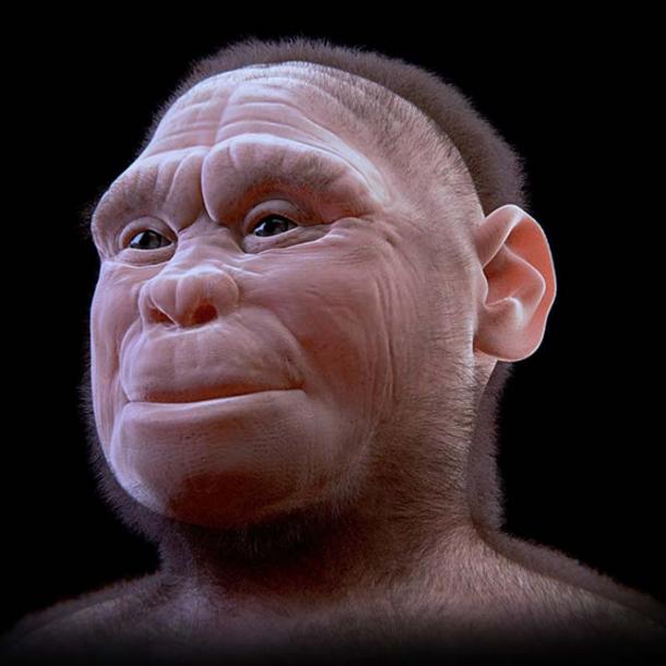 Reconstruction of female Homo floresiensis.
