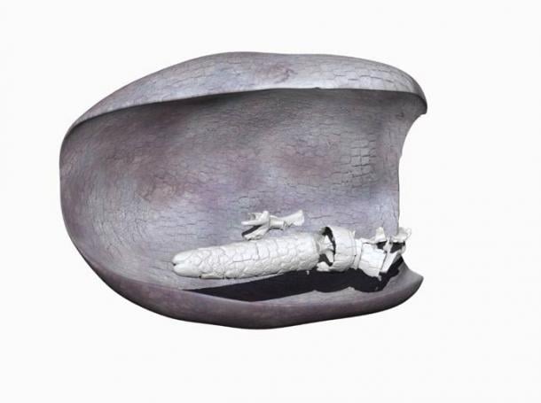 Reconstruction of the 3D scanned skeletal elements found and the carapace of the CRS-10 specimen in anatomical position. (Del Papa et al./PLoS ONE)