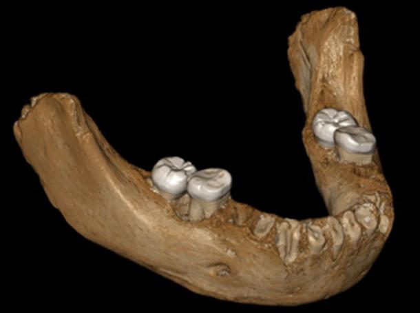 Reconstruction of the Xiahe mandible, now confirmed to be Denisovan in origin. (Jean-Jacques Hublin / Author Supplied).