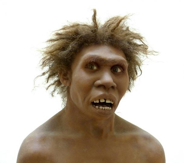 Reconstruction of the so-called Turkana boy. (Musée national de Préhistoire, Dordogne) (CC BY-SA 4.0)