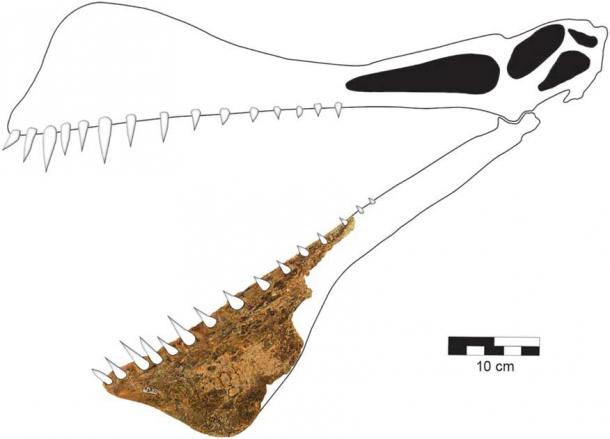 Reconstrucción del cráneo de Thapunngaka shawi, el pterosaurio más grande de Australia, a partir del fragmento fósil original encontrado por Len Shaw. Las poderosas y anchas mandíbulas de este pterosaurio habrían sido perfectas para atrapar peces. (Revista de Paleontología de Vertebrados)