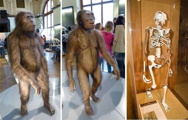 Reconstruction of a male (left) and female (right) A. afarensis at the Natural History Museum, Vienna. Right, Lucy skeleton, Cleveland Natural History Museum. (CC BY-SA 4.0/CC BY-SA 4.0/CC BY SA 2.0)