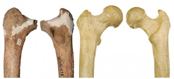 Red Deer Cave people thigh bone compared with a modern human (not to scale). 