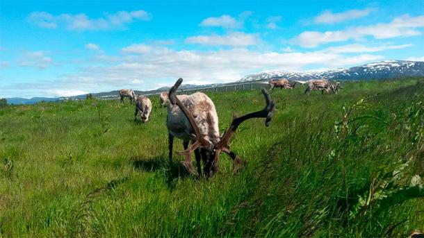 Reindeer have the ability to store fat reserves to survive food-scarce Winter months. (Gabriela Wagner / Current Biology / Furrer et al.)