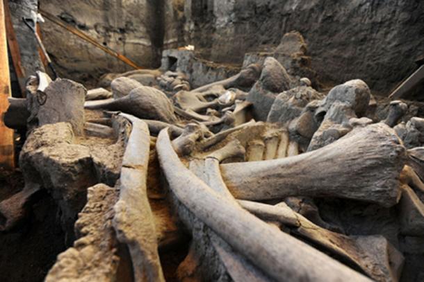 Remains of mammoth found in Tultepec, Mexico State in 2016. (Mauricio Marat / INAH)