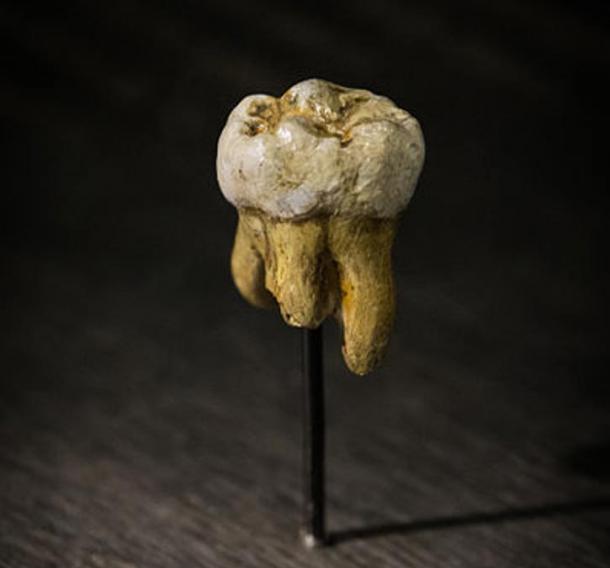 Replica of one of the Denisovan molars discovered in Denisova Cave. Museum of Natural Sciences in Brussels, Belgium.