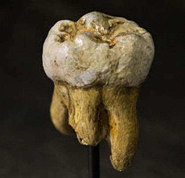 Replica of a Denisovan molar, originally found in Denisova Cave. (Thilo Parg / CC BY-SA 3.0)