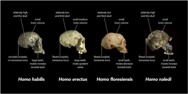 Replica crania of (left to right) Homo habilis (KNM-ER 1813, Koobi Fora, Kenya ∼1.8 million years old), an early Homo erectus (D2700, Dmanisi, Georgia ∼1.8 million years old) and Homo floresiensis (Liang Bua 1, Indonesia ∼20,000 years old) are compared with actual fragments of cranial material of Homo naledi that have been overlaid on a virtual reconstruction (far right; note some of the images of H. naledi material have been reversed). (Chris Stringer / CC BY 4.0)