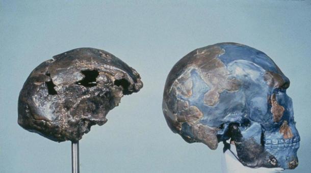 Replicas of Omo Kibish 2 (left) and Omo Kibish 1 (right). Omo 1 shows much clearer modern Homo sapiens features. (Chris Stringer)