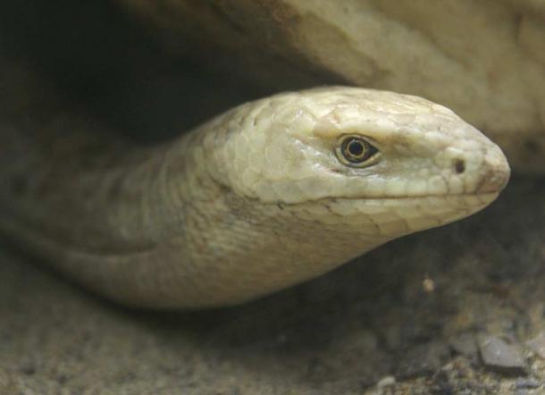 Imagen representativa de un lagarto sin patas. (Tim Vickers/Dominio público)