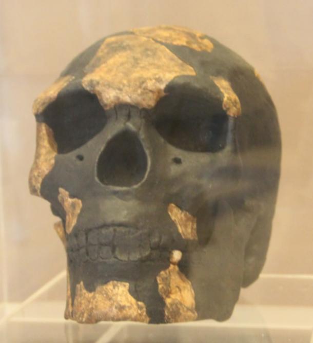 Reproduction of the skull of Omo I found at the Omo Kibish site in Ethiopia, on display at the Musée des Civilisations Noires de Dakar, Sénégal. (CC BY-SA 4.0)