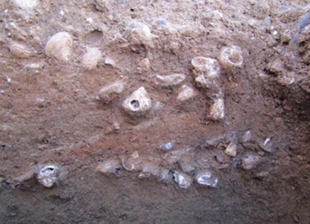 Researchers found dense pockets of intact midden – believed to be left by ancient Saladoid children foraging. (William Keegan / Florida Museum of Natural History)