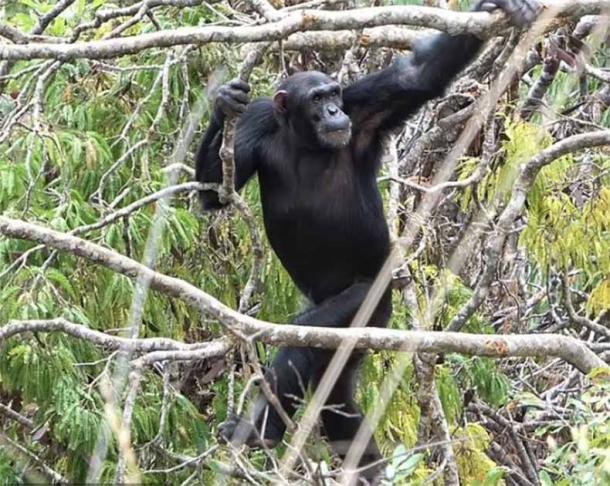 Researchers have concluded that the evolutionary shift to bipedalism took place in trees. In the image an adult male chimpanzee walks upright to navigate flexible branches in the open canopy, in behavior characteristic of the Issa Valley savanna-mosaic habitat.  (Rhianna Drummond-Clarke/Science)
