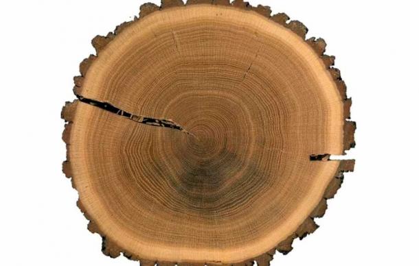 Researchers use tree rings to reach conclusions about drought during the time of Attila the Hun. Image shows a polished cross-section of an oak from the Czech Republic. (Ulf Büntgen / Cambridge University)