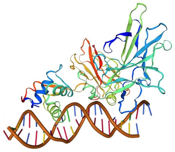 Ribbon diagram of forkhead box P2 (FOXP2). (Swiss-Model / CC BY-SA 4.0)