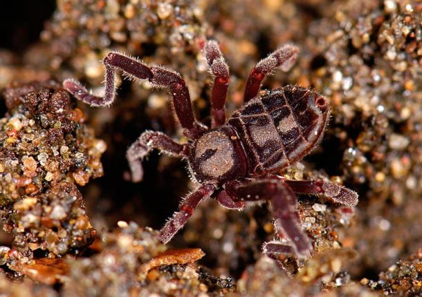 The Ricinulei Spider (Cryptocellus goodnighti).