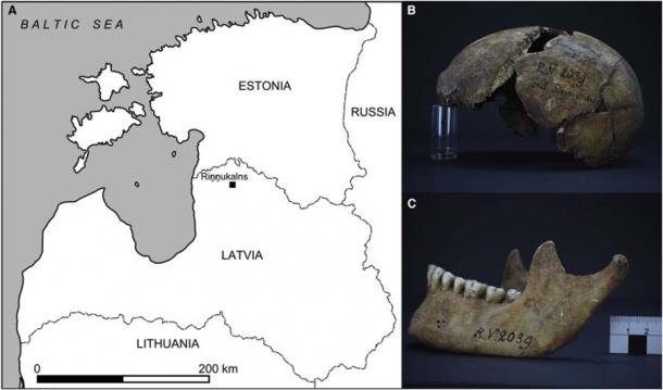 (A) Mapa que muestra el sitio de Rinnukalns donde se recuperaron los individuos presentados en este estudio. (B y C) Cráneo (B) y mandíbula (C) del individuo RV 2039 redescubierto en la colección Rudolf Virchow de la Sociedad de Antropología, Etnología y Prehistoria de Berlín (BGAEU).