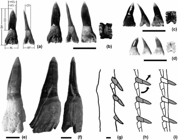 Rostral spines of the Ischyrhiza mira leidy, a Late Cretaceous sclerorhynchid sawfish, which was used in the recently proposed “outside-in” theory of teeth and the evolution of teeth in general. (Historical Biology)
