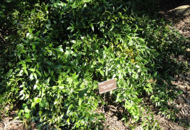 Ruscus racemosus or poet’s laurel, also called Alexandrian chamaedaphne, was thought to cure headaches in the ancient world.