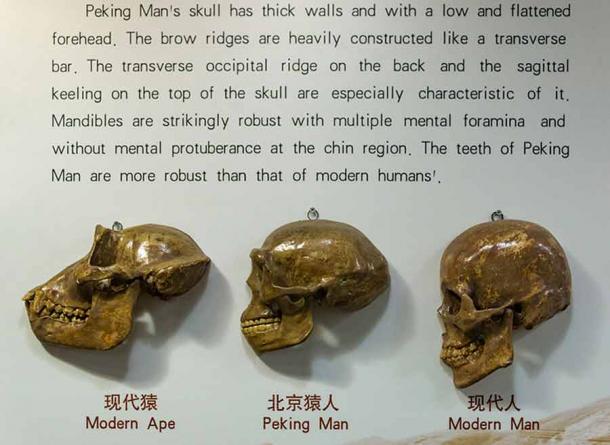 Information panel from the Peking Man Museum which depicts the Chinese archaeological and nationalistic narrative. (xiquinhosilva / CC BY 2.0)