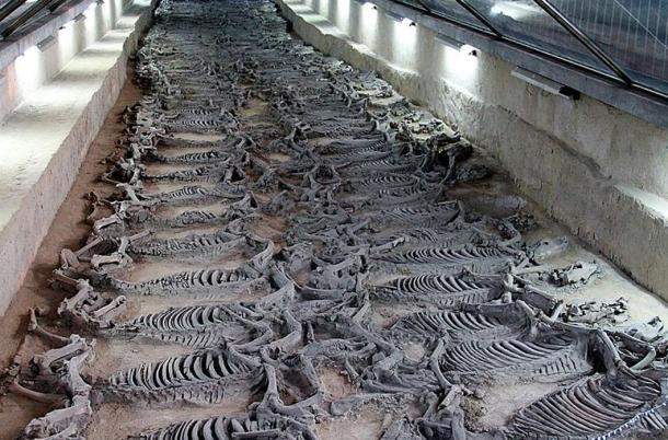Hundreds upon hundreds of horse skeletons in the