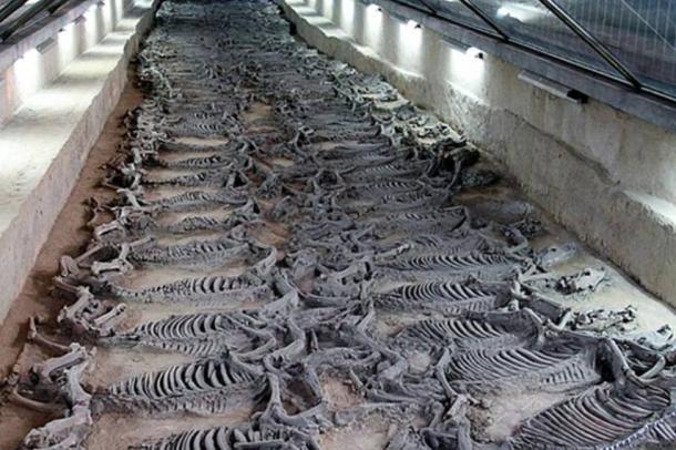 Sacrificial horses discovered in the tomb of Duke Jing of Qi